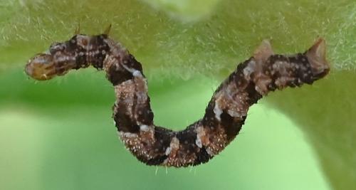 Eupithecia sp.